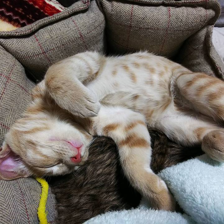 E178f052 11f5 4193 9a5e f14bb6bf5255 1541921039237