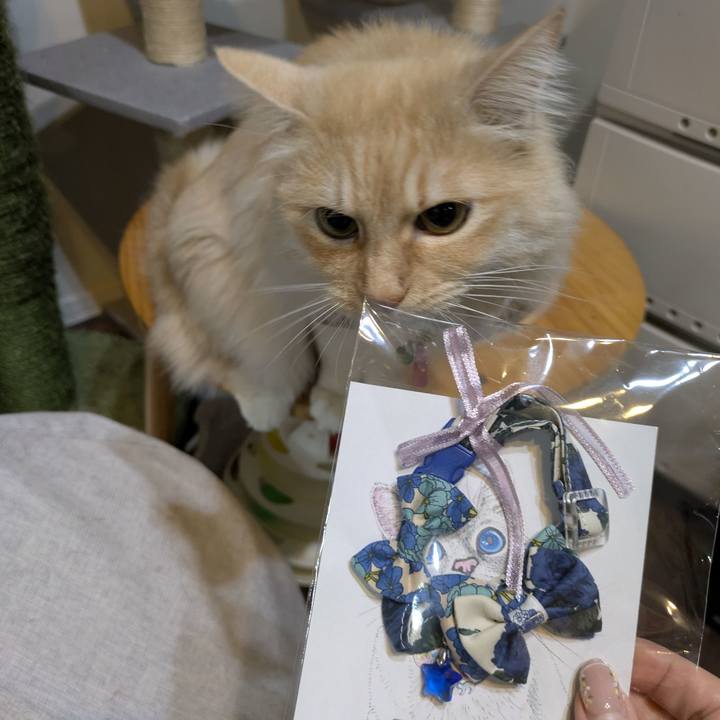 E1799f34 8d51 4858 a9c2 b16a6f846b1c 1771850728418