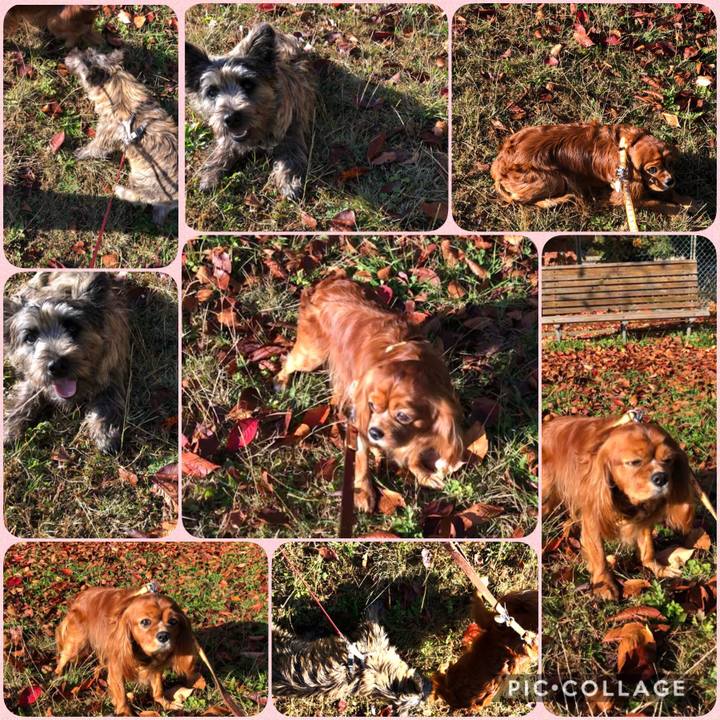 E17aa977 ce46 4aa0 8f2b b5bbc5e3dd17 1605400075772