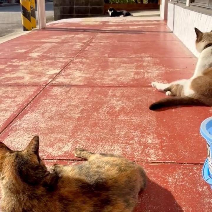 E17dd0e5 e520 4347 9036 7707404a44a9 1763519513149