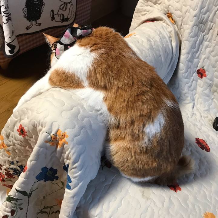 E1813d8a fdeb 4d08 b770 e9dc3f3a7832 1555751882802