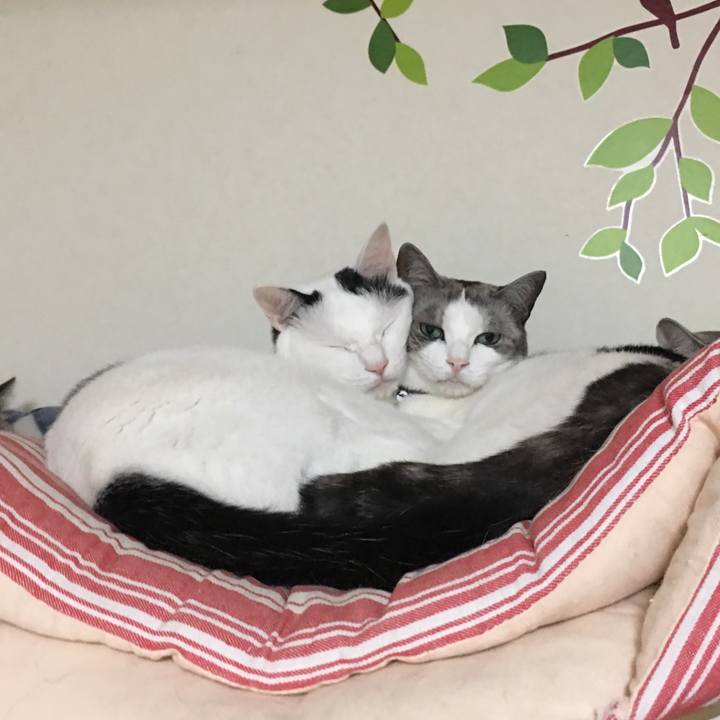 E1817c51 8fa6 4903 81ae fb0b630923fd 1541664054936