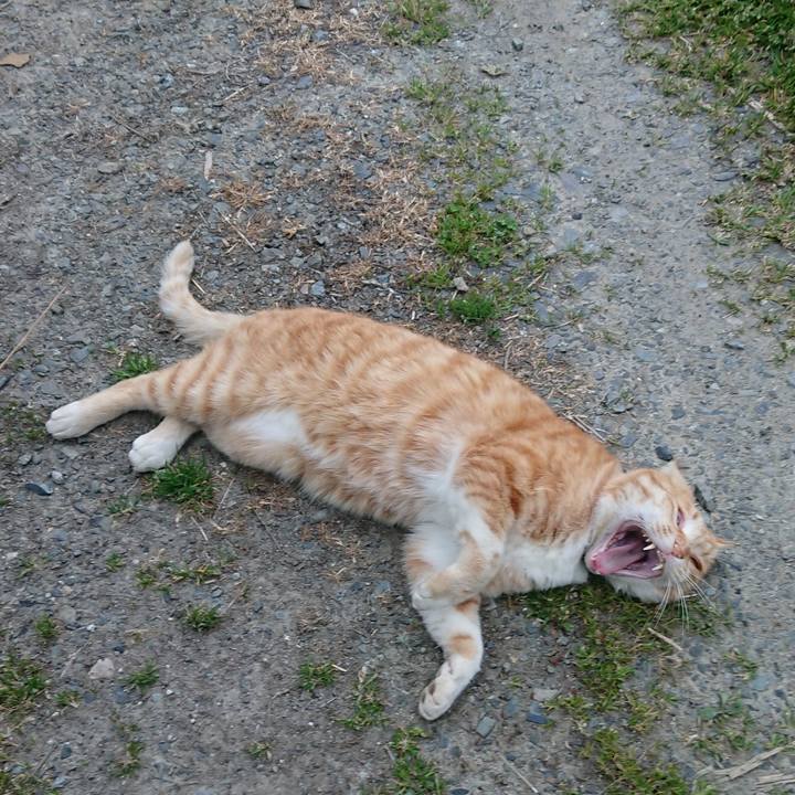 E184cab5 9989 40e0 a201 df014bcb27a7 1588323267781