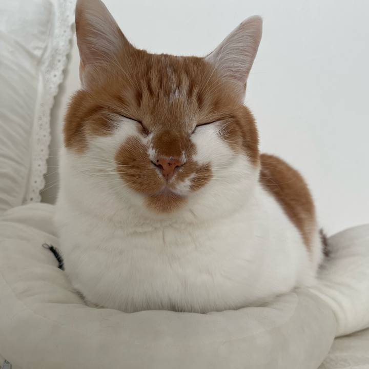 E185b3cf 5a08 468e 8f98 5c47c057d1d8 1702185714263