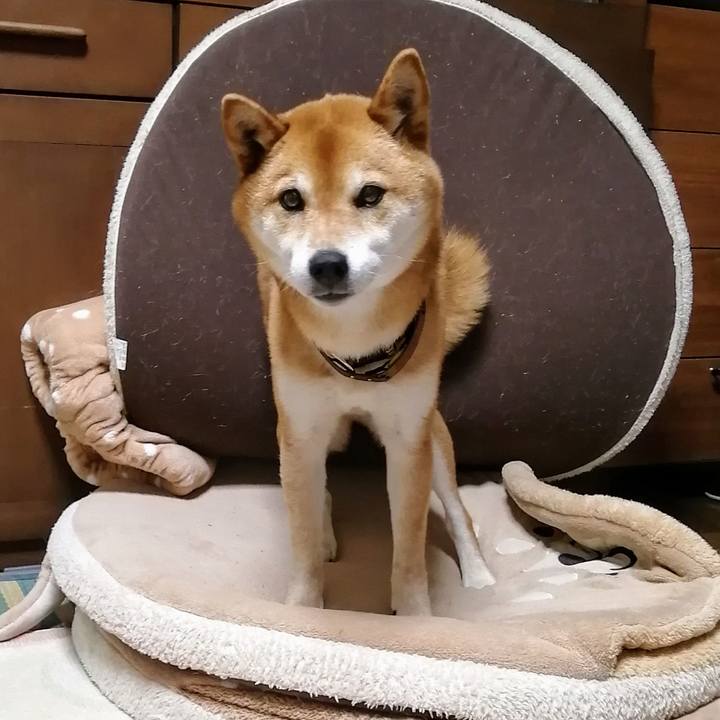 E187f4f7 5386 45ae 8051 d25e223544cb 1619784985745