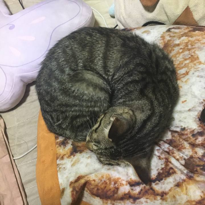 E18b60b2 9bd8 4ab8 a796 9f6f0eea89e2 1538307685910