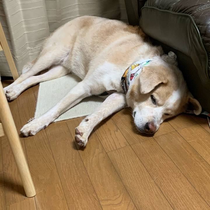 E18d4d6d 61a6 4dd3 8cdc e5637ca0fd16 1596022105610