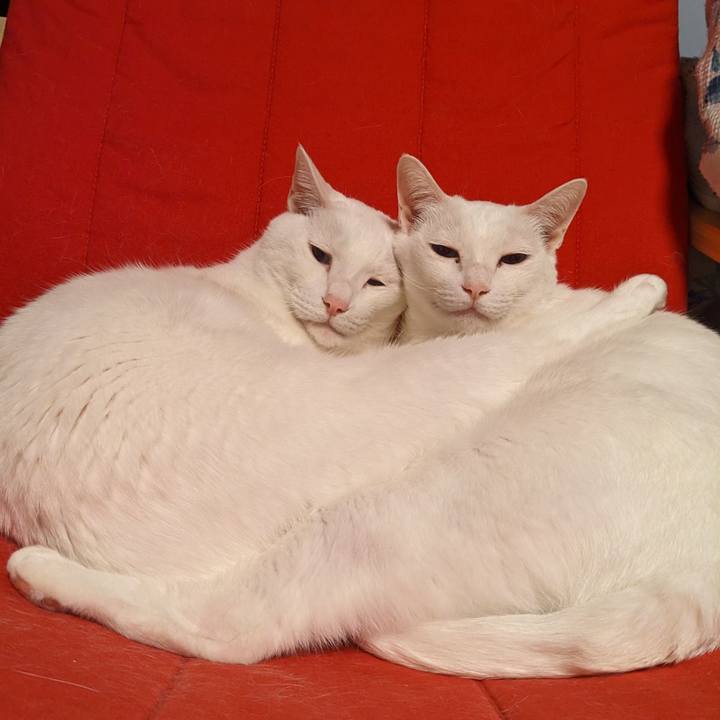 E18dc32c d351 492e a28d 46c2d8c2f2db 1689121190247