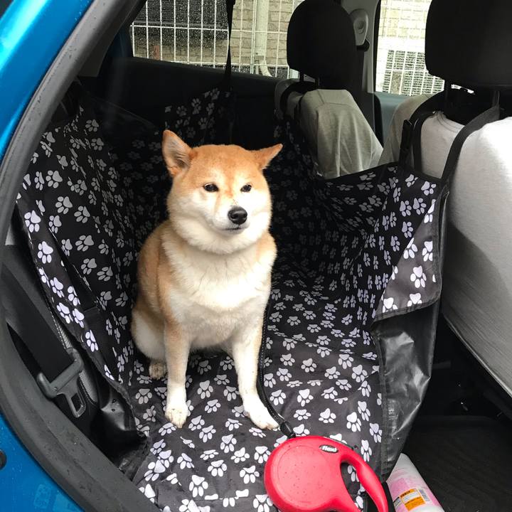 E18e4b8c 8eae 403e 8cc3 9865cfe6f2c8 1552260255119