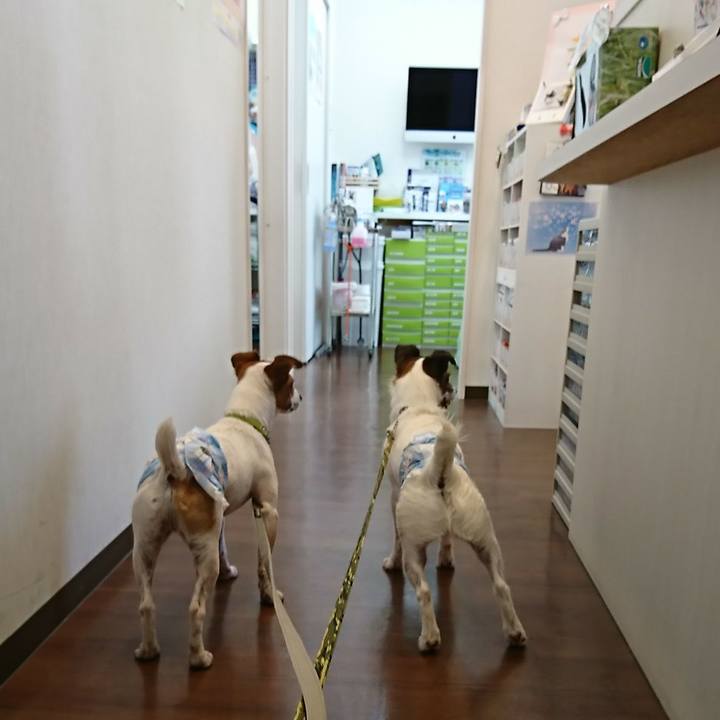 E18e8e80 e2ab 4e33 90e1 972452b9cc5c 1554526253231