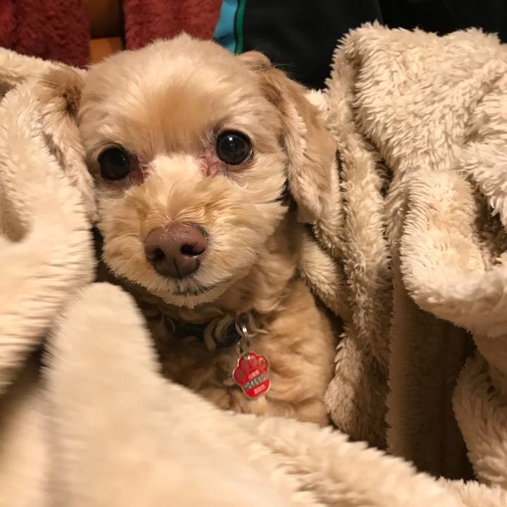 E18fa9cd 4a0a 45ba 9868 1efdc8e781da 1513226244108