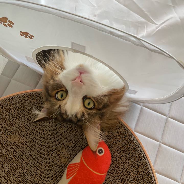 E18fc848 e75a 4945 bc6d a8bed0190407 1690019293067