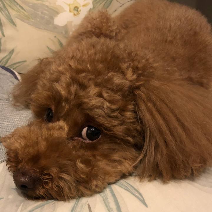 E19144c4 5f42 4cdc 99f2 5d254c724e42 1520207266865