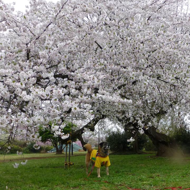 E192505d 5c93 4af7 8c93 4bcd8a044848 1617150714560