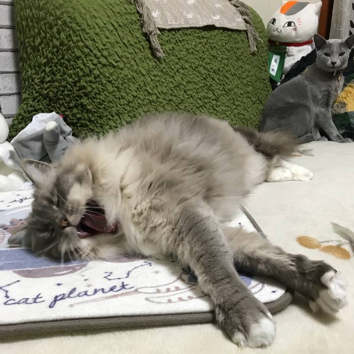 E195cf57 7494 412f a337 23187c304d4e 1517309557333