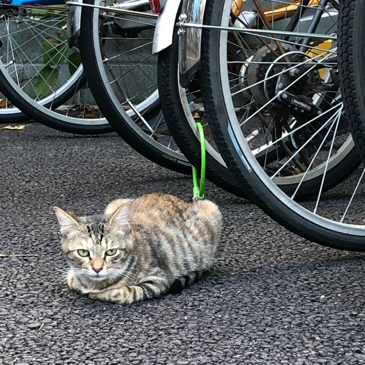 E1968744 65b4 4d9b 9708 4780e351f72a 1539321257196