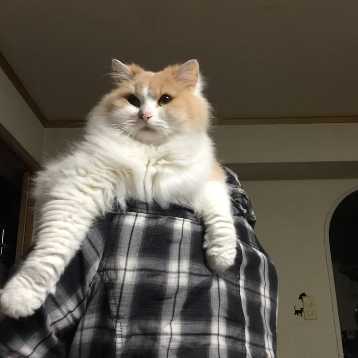 E19b95a8 cba2 402a b0c1 9c230895a352 1540725883760