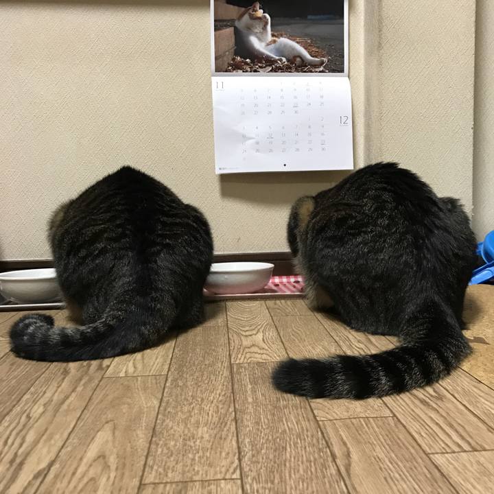 E19ba5ef 7ca7 4558 8e7e 6e4e7891977c 1539778616405