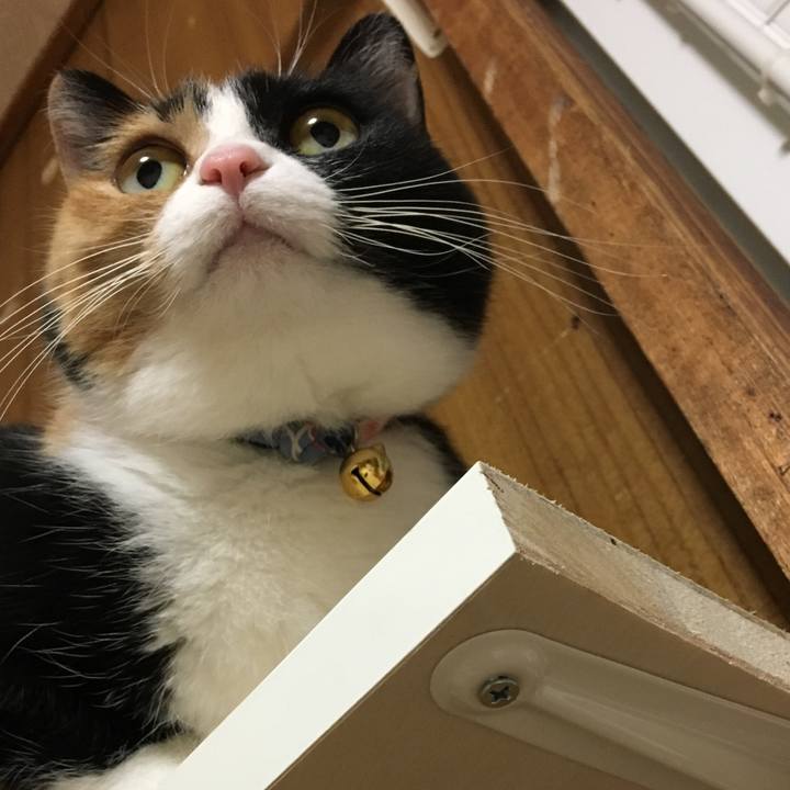 E19c77ea cfe5 4045 9130 8f0927128c2a 1513598401716