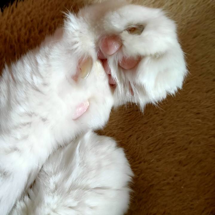 E19d274f 5b92 4f4e a752 a95b16d7f51f 1583562865591