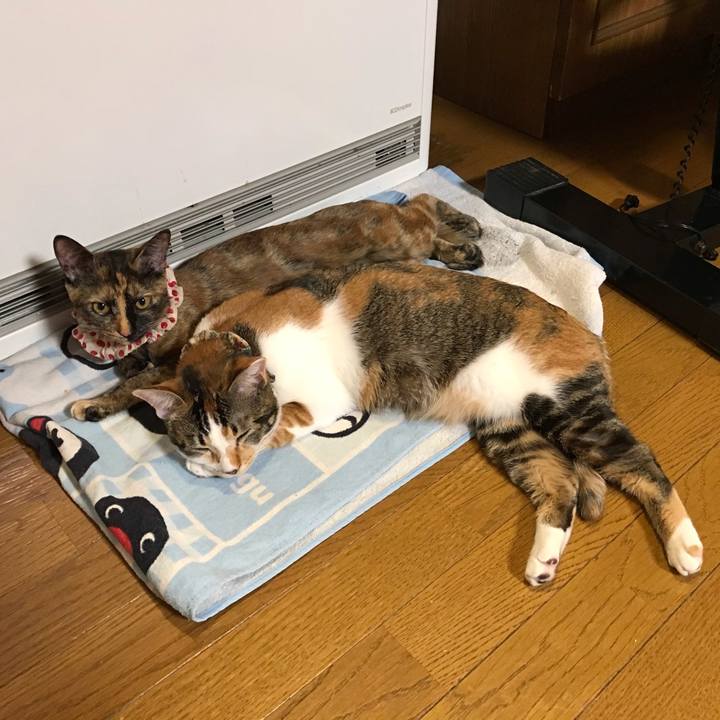 E19d2c94 0520 455e bc1e 875c3706b83a 1617019235297