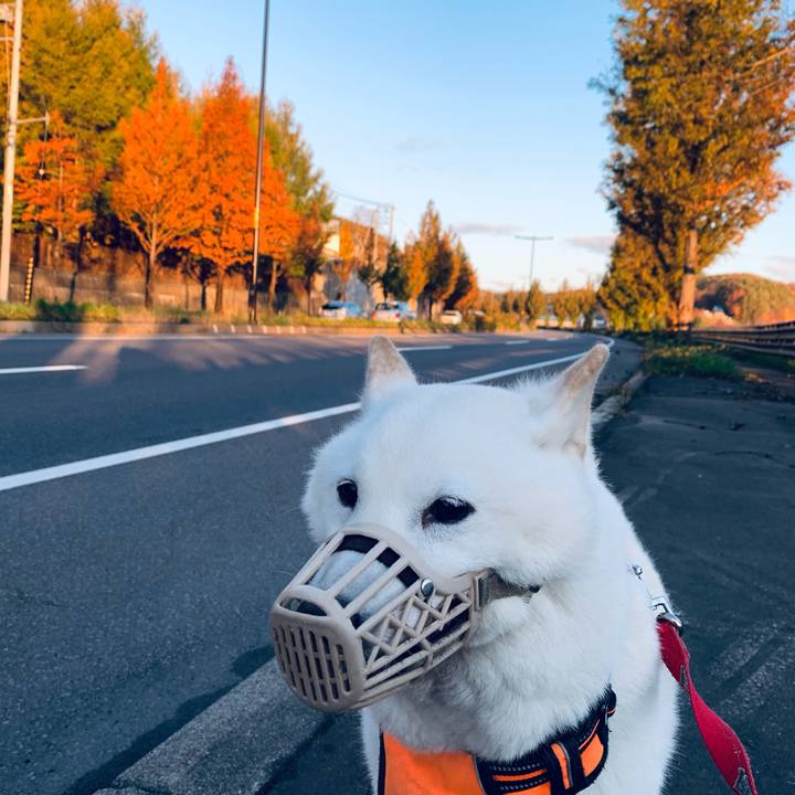 E19d7ce6 3e4c 46af 8bbf e4433f548628 1635547951604