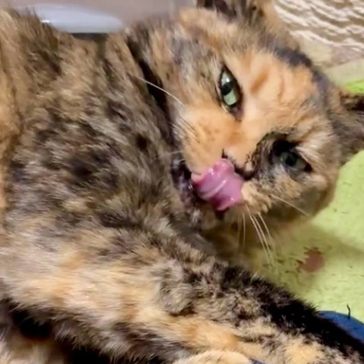 E19f0d2a 7014 406c a811 2b0bf3d197d0 1755462087078