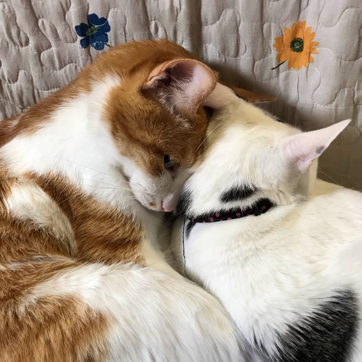 E1a00c62 e16c 4429 b1b8 2fb078544d77 1587554701228