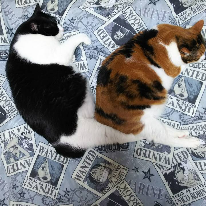 E1a0b681 82ed 44e4 8a3f 10237d30f114 1528062455936