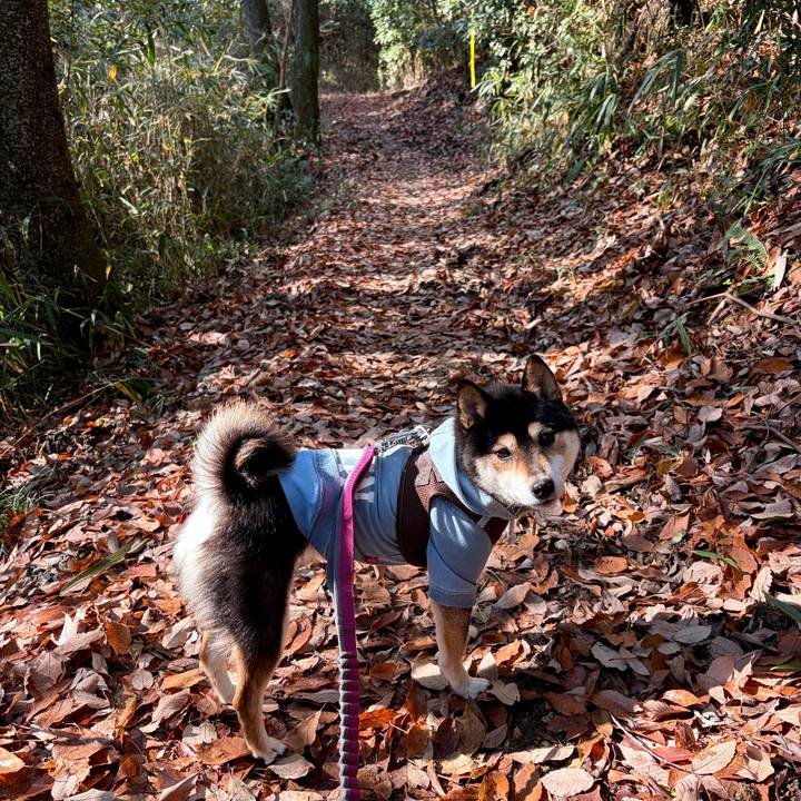 E1a20b06 ff39 4d75 a11e a82adf5711b5 1766935432912