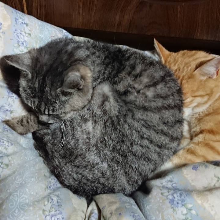 E1a29d6d f051 4f4b b8da f14e45944f21 1589719894840