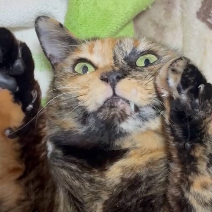 E1a4ef9b 7554 4769 9c5e 20a0ac65f71a 1766435360622