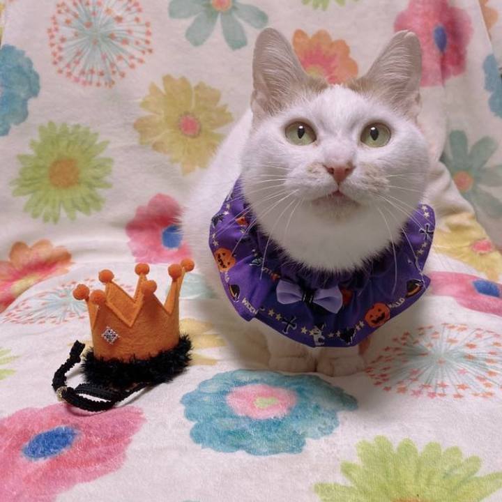 E1a6550d 3f9c 41f2 b26e e6eba3699464 1730029488190