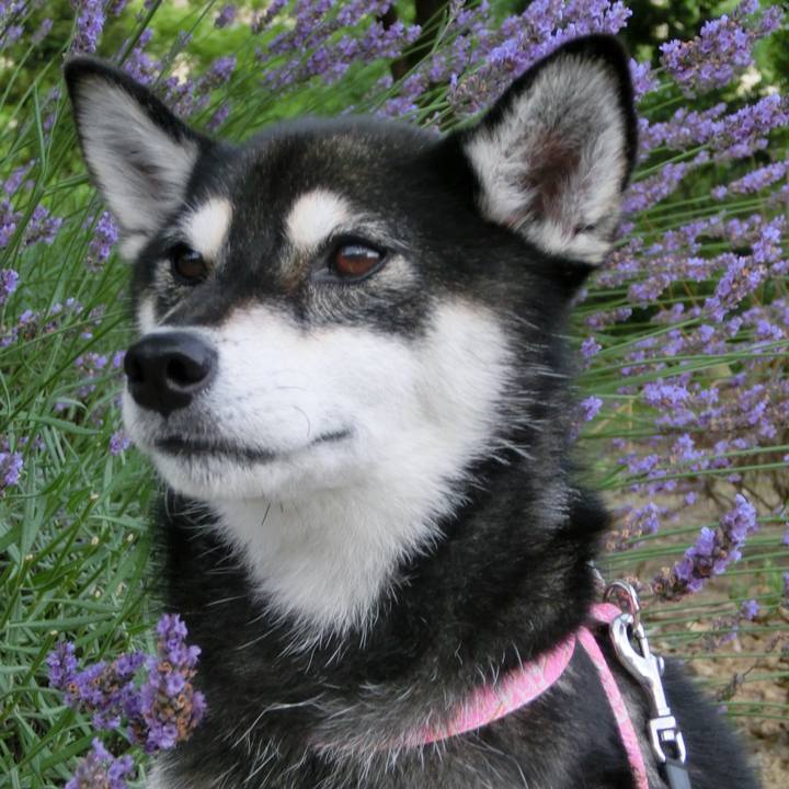 E1a82a06 0f1d 4bae 822e 9cf338fb50e4 1530833006477