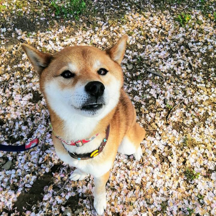 E1a8dcfa 068e 469b a0c0 cc9f7a452055 1585812955172