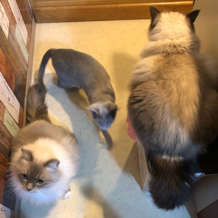 E1a9afc5 797f 4b53 9c12 867bf53e0930 1543875344303