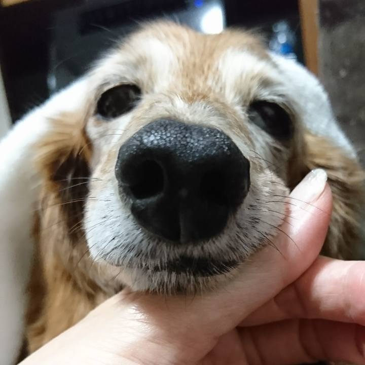 E1aa55f7 0a4e 48b3 a9ac d1b32500b2b2 1511495183308