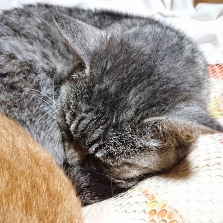 E1ab4e91 24e3 4b2a bec0 ced21e415266 1574164706370