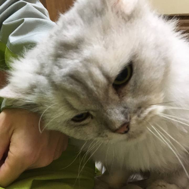 E1b316bb caa1 491a a011 3eae9c9a631e 1510918287934