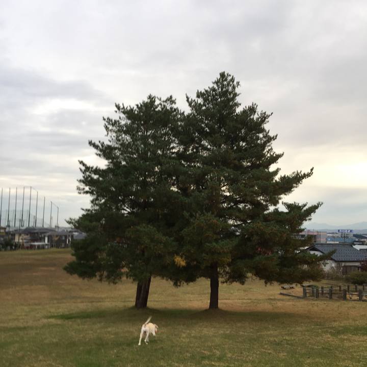 E1b388fc 5db4 4e53 b03d 7f739335d36c 1510615046636