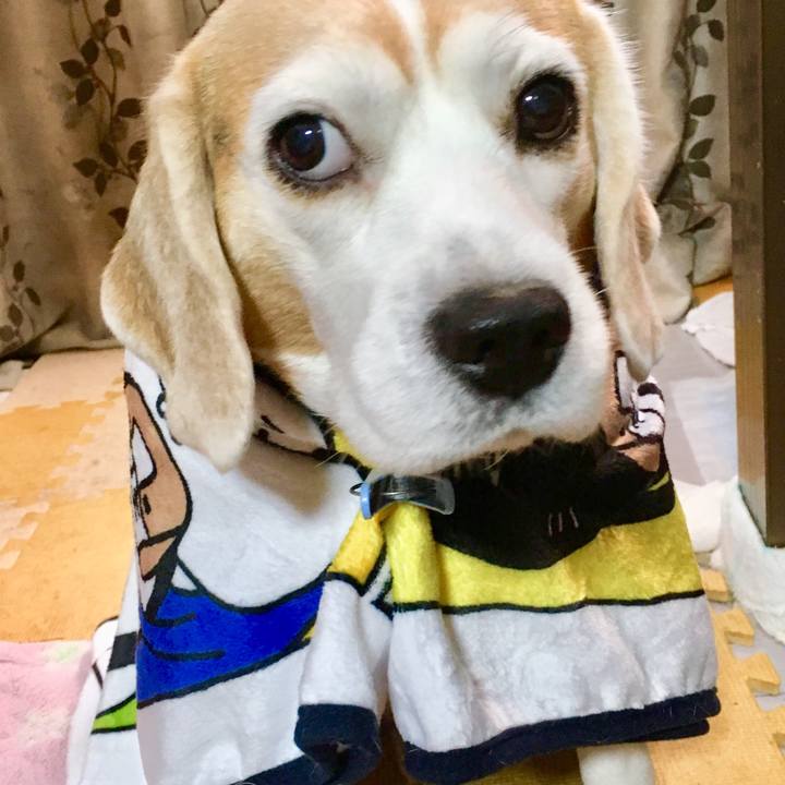 E1b4b273 2090 4315 aced 9a89756b9b08 1549436285202