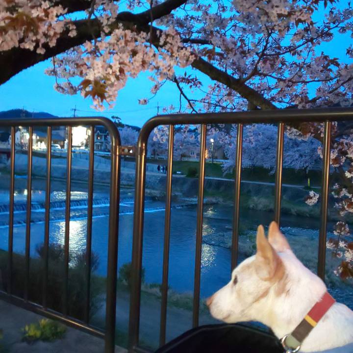 E1ba47ec 0a07 48b5 b3a2 5b5ca2f36c0c 1554978446584