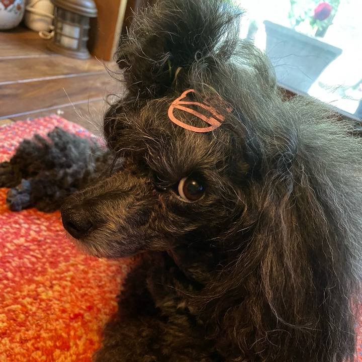 E1bc6fd5 b449 4b48 9116 a457f0131ad8 1723938118268