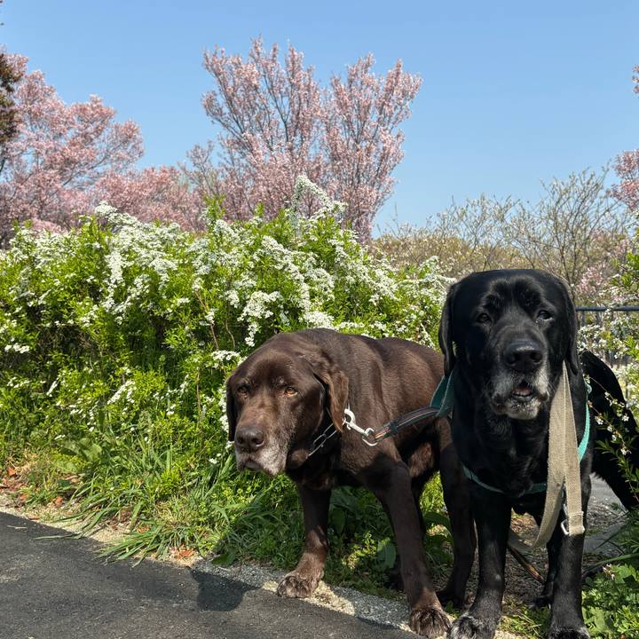 E1bdd7f7 336e 4979 a3aa 47c55d9ff0dc 1774783696258