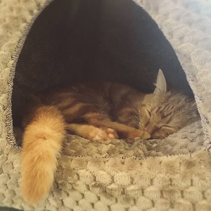 E1c02b35 7900 4e36 9bd7 11eebe1dc332 1510464346075