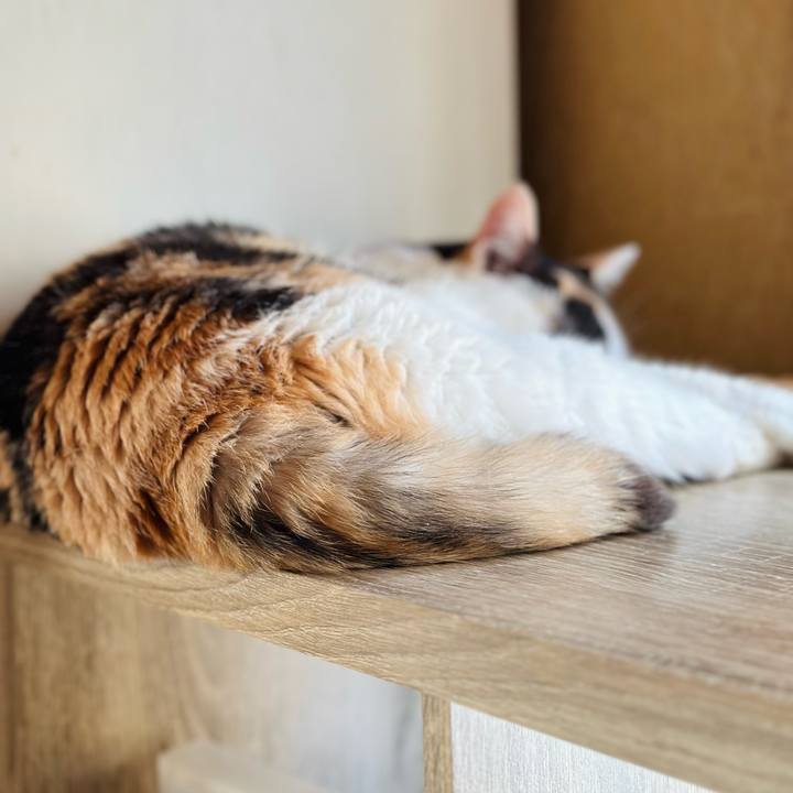 E1c311f0 8169 4f6d b9a4 520d6ec711b8 1720403144882