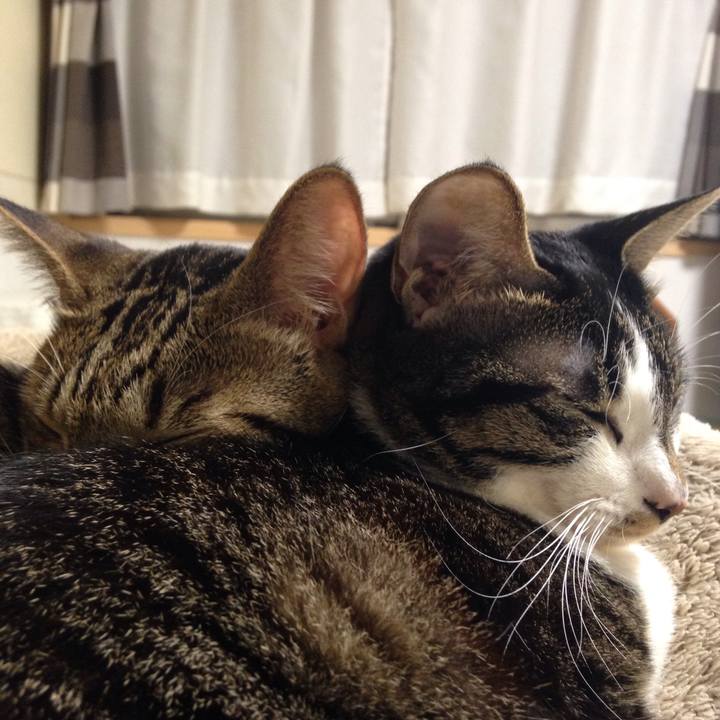 E1c3954e d922 4e38 9d3c f191014d02a6 1509536905092