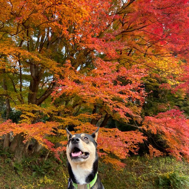 E1c43d69 6655 41e8 85ea 2105ea980d91 1574847802236