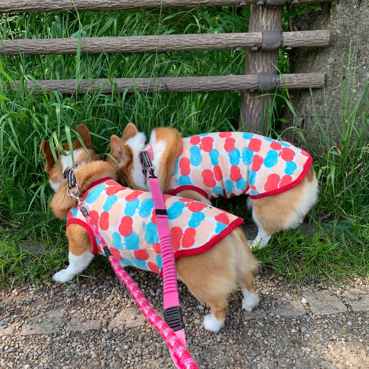 E1c495ab f9ac 424c abbd d692e186d00d 1588470345223