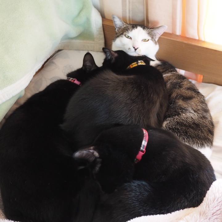 E1c7490c fc78 4b92 a365 566815b76479 1542447055926